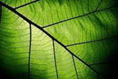 a backlit leaf