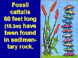 Fossilised Giant Vegetation 