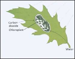 Leaf incorporating CO2 and C14 