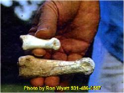 Giant Thumb Bone 